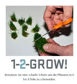 1-2-GROW! Mato-Grosso-Tausendblatt / Myriophyllum Mattogrossense Von TROPICA – Bild 3