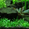 1-2-GROW! Zwerg-Wasserkelch / Cryptocoryne Parva