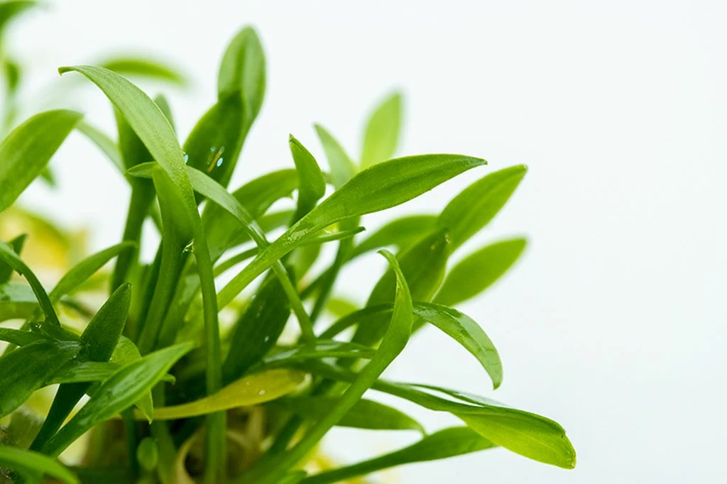 1-2-GROW! Zwerg-Wasserkelch / Cryptocoryne Parva – Bild 3