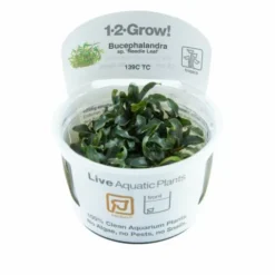 1-2-GROW! Bucephalandra Sp. 'Needle Leaf' Von TROPICA