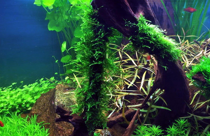 Stachelmoos / Taxiphyllum Spec. Spiky-Moos In Einer 125 Ml Moos Dose – Bild 2