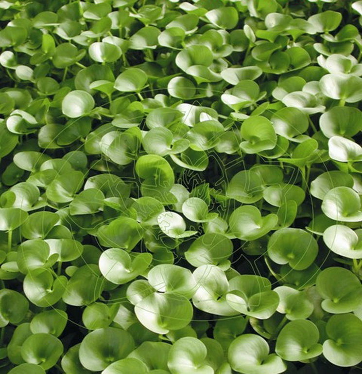 Nierenförmiges Trugkölbchen / Heteranthera Reniformis Für Den Teich