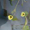 Wassermohnblume / Hydrocleys Nymphoides Für Den Teich