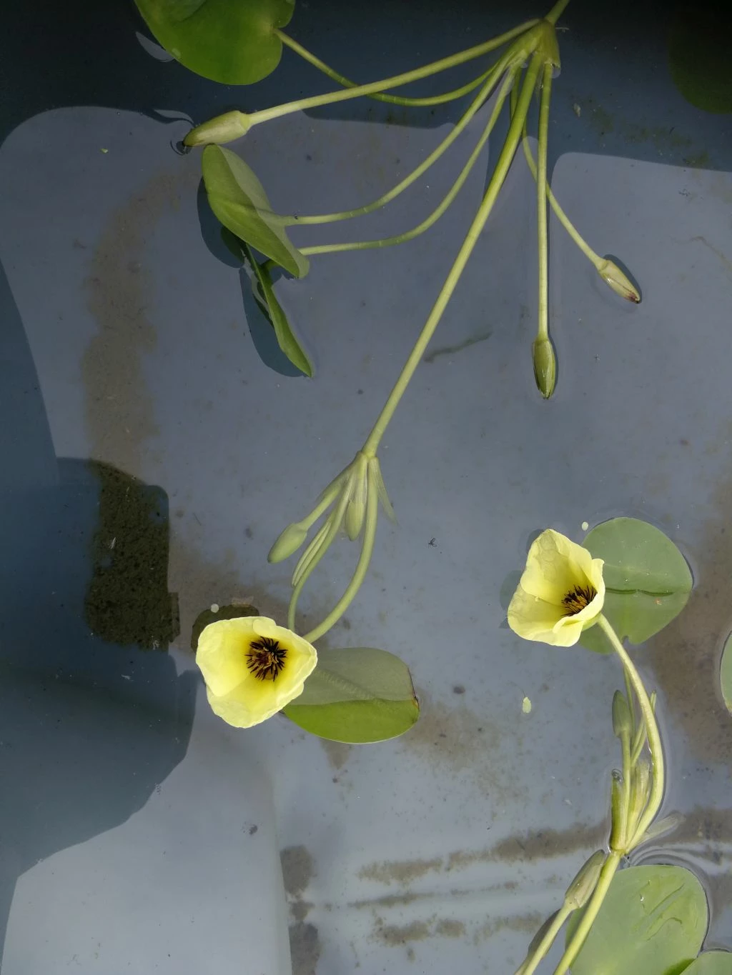 Wassermohnblume / Hydrocleys Nymphoides Für Den Teich – Bild 2