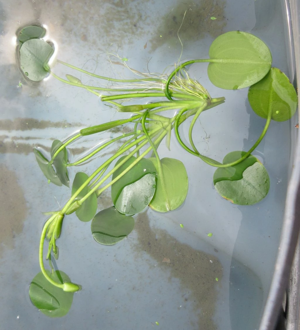 Wassermohnblume / Hydrocleys Nymphoides Für Den Teich – Bild 3