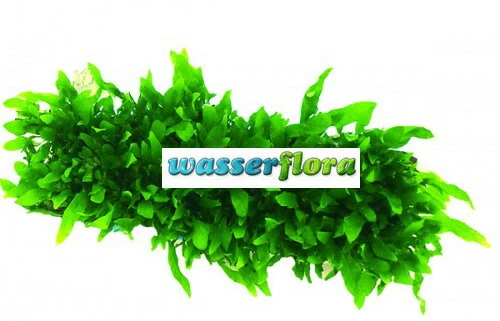 Green-Floor Schmalblättriges Javafarn / Microsorum Minor Auf Matte Ca. 40x130 Mm