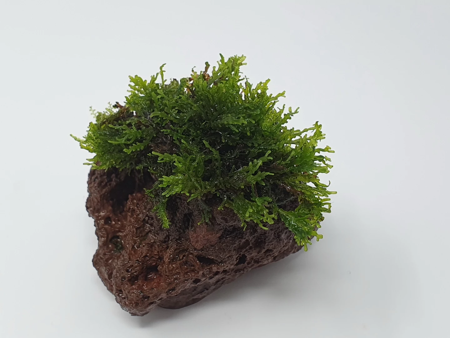 Kleiner Lavastein Mit Mini Korallenmoos / Riccardia Chamedryfolia – Bild 2