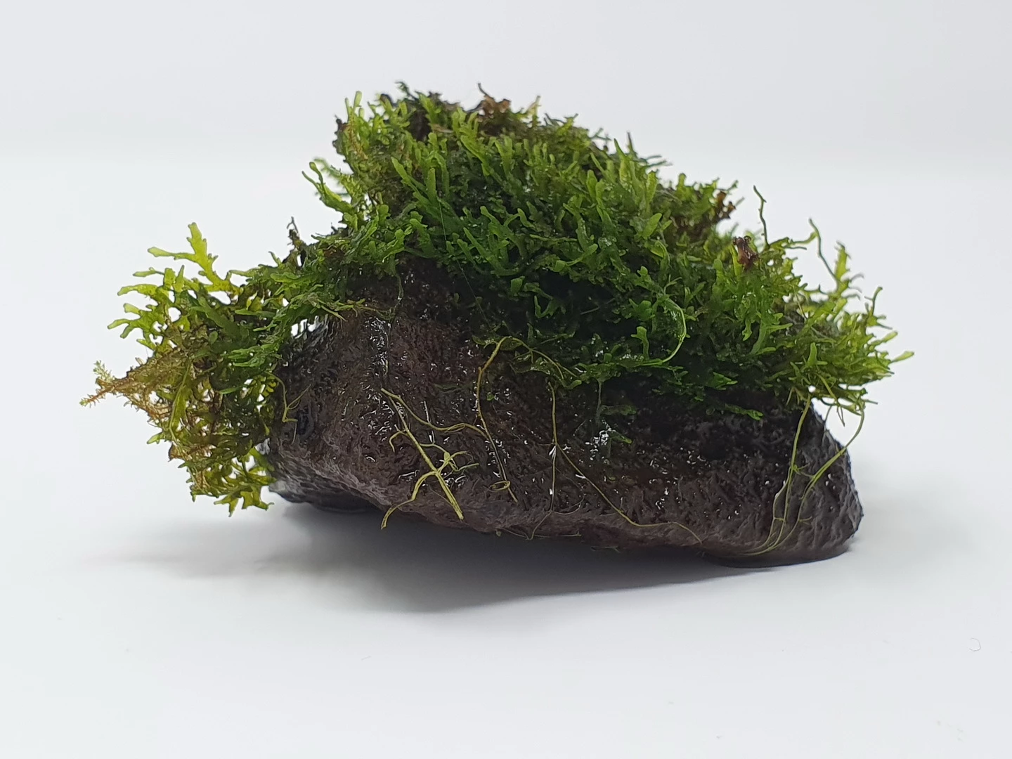 Kleiner Lavastein Mit Mini Korallenmoos / Riccardia Chamedryfolia – Bild 3