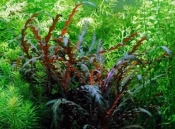 1-2-GROW! Fiederspaltiger Wasserfreund / Hygrophila Pinnatifida