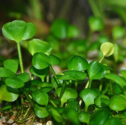 XL In-Vitro Zwergkleeblatt / Marsilea Hirsuta